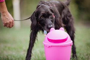 Hund beim Hundetraining in Seevetal und Rosengarten