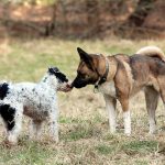 Verhaltenstraining - Hunde beschnuppern sich.
