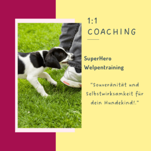 Welpentraining, Welpenerziehung, Welpenschule