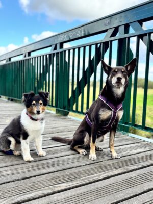 Hundebegegnungen stressfrei gestalten - Duotraining 26.10.24