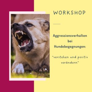 Aggression bei Hunden: Tipps für entspannte Begegnungen