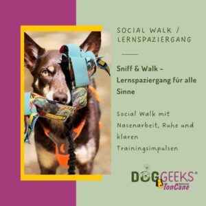 Mensch-Hund-Team bei Sniff & Walk Lernspaziergang im Wald, Hund sucht mit der Nase am Boden, entspannter Social Walk mit Abstand zu anderen Teams