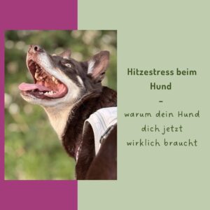 Hitzestress beim Hund